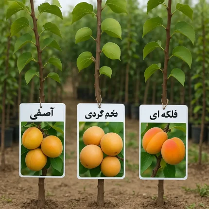 پیش‌فروش نهال زردآلو یک‌ساله