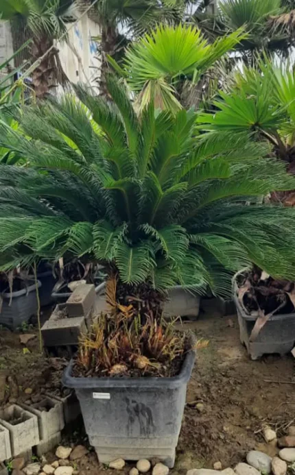 سیکاس متوسط