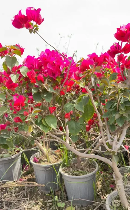 خرید انواع گل کاغذی در اصفهان