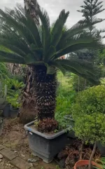 سیکاس ۱۰ ساله