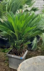 سیکاس متوسط